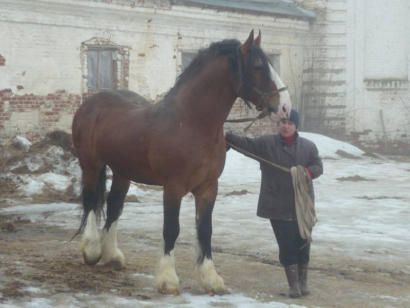 Владимирский тяжеловоз порода лошадей: описание, вес, высота в холке, фото, содержание и уход