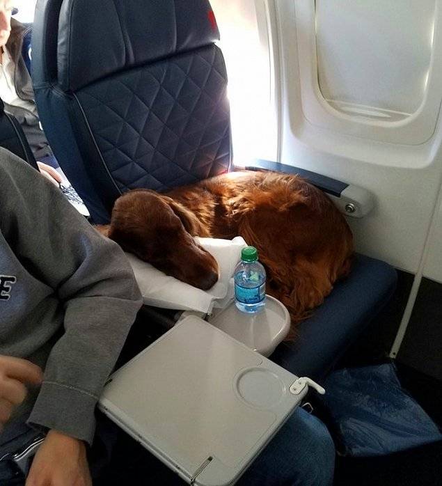 Как перевозить животных в самолете?