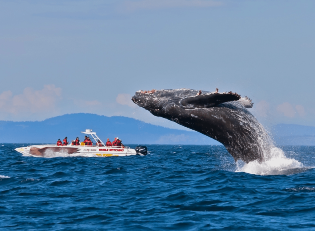Киты на шри-ланке. экскурсия где можно увидеть китов на шри-ланке