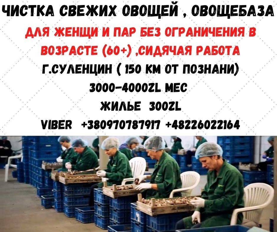 Вакансия белорус. Работа в Польше для украинцев. Работа для Хохлов в Польше. Работа в Польше для украинцев от работодателя. Работа для русских в Германии без знания языка прямой работодатель.