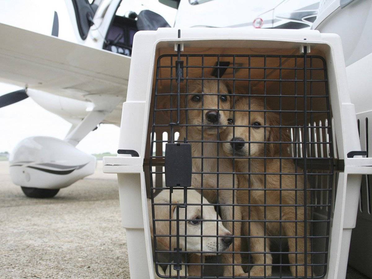 Перевозка животных в самолете в 2022 году: правила перевозки собак, кошек