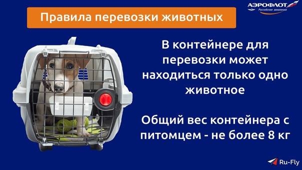 Перевозка животных в самолете: правила перевозки собак и кошек за границу, стоимость провоза и требования к размерам контейнера ⋆ іа "єуработа"