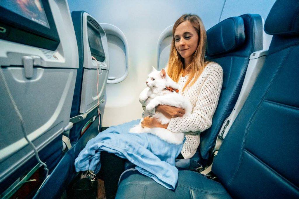 Как перевозить собаку в самолете? правила и требования
