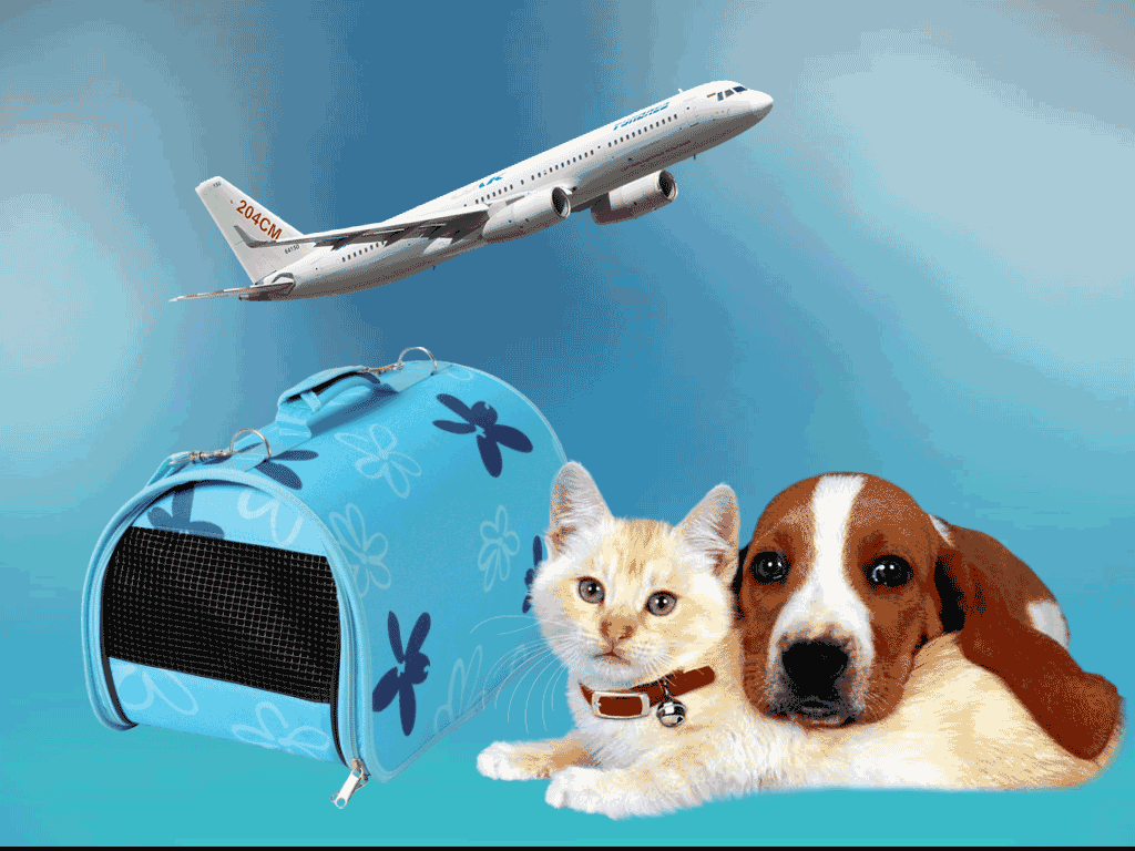 Как перевезти собаку, кошку аэрофлотом по россии и за границу