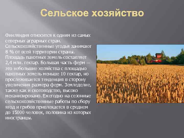 В чем различия специализации сельского хозяйства. Отрасли сельского хозяйства Финляндии.
