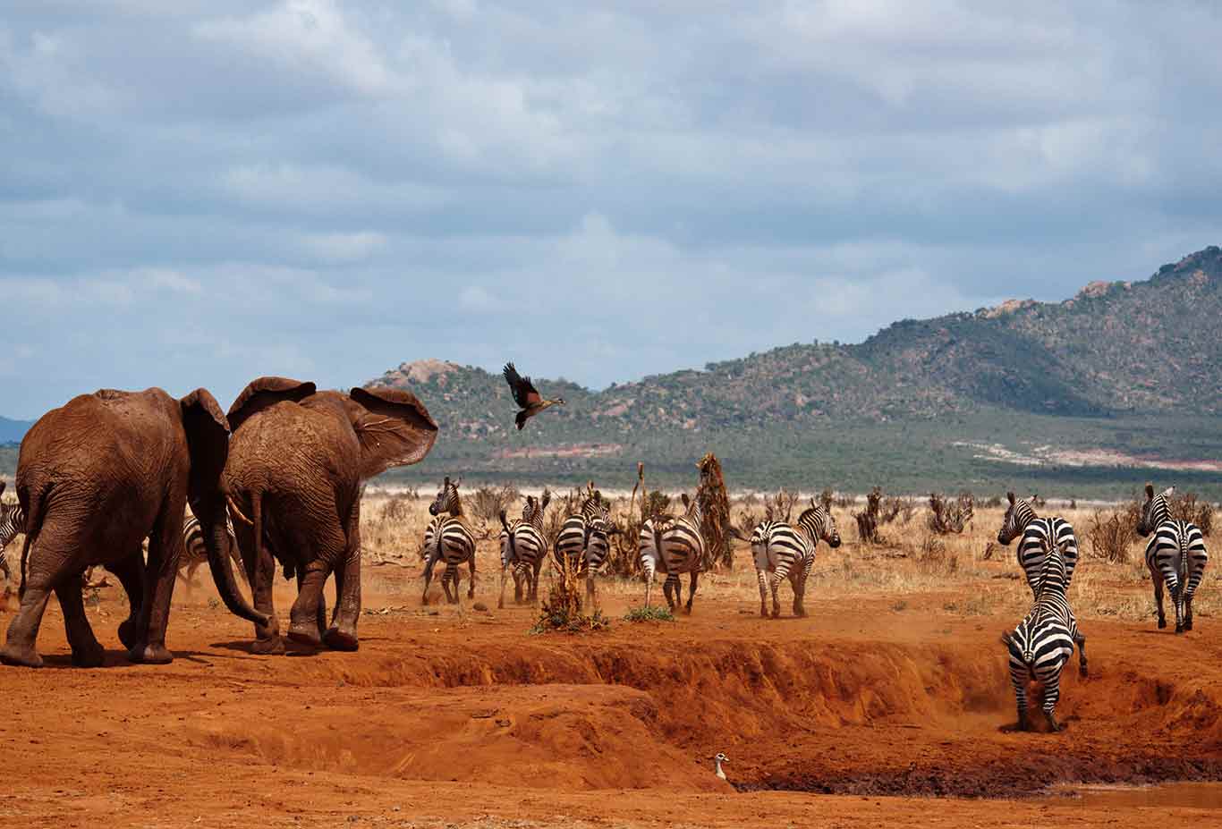 Сафари туры 2023 в африке, купить сафари тур в африку