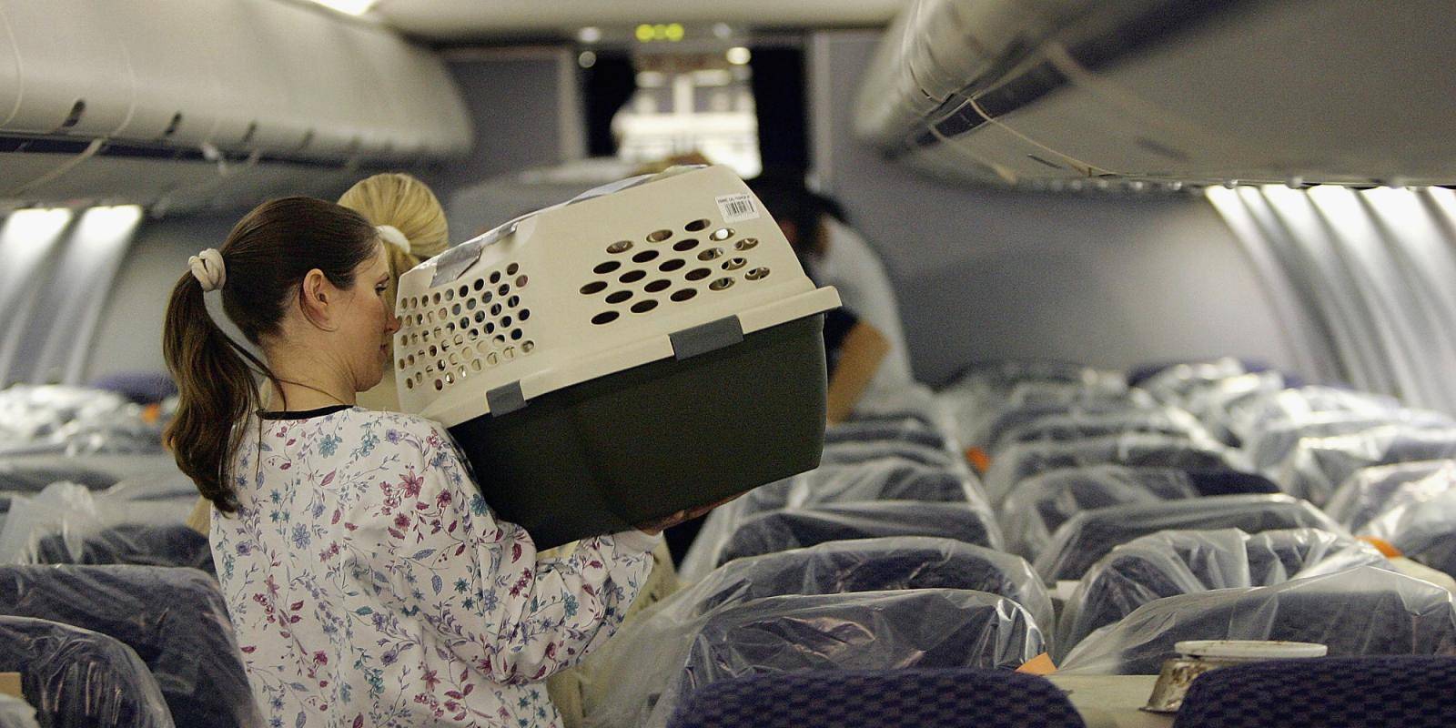 Правила перевозки животных в салоне «ютэйр» и багажном отделении самолета