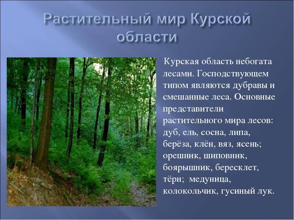 Растения курской области - блог Санатории Кавказа