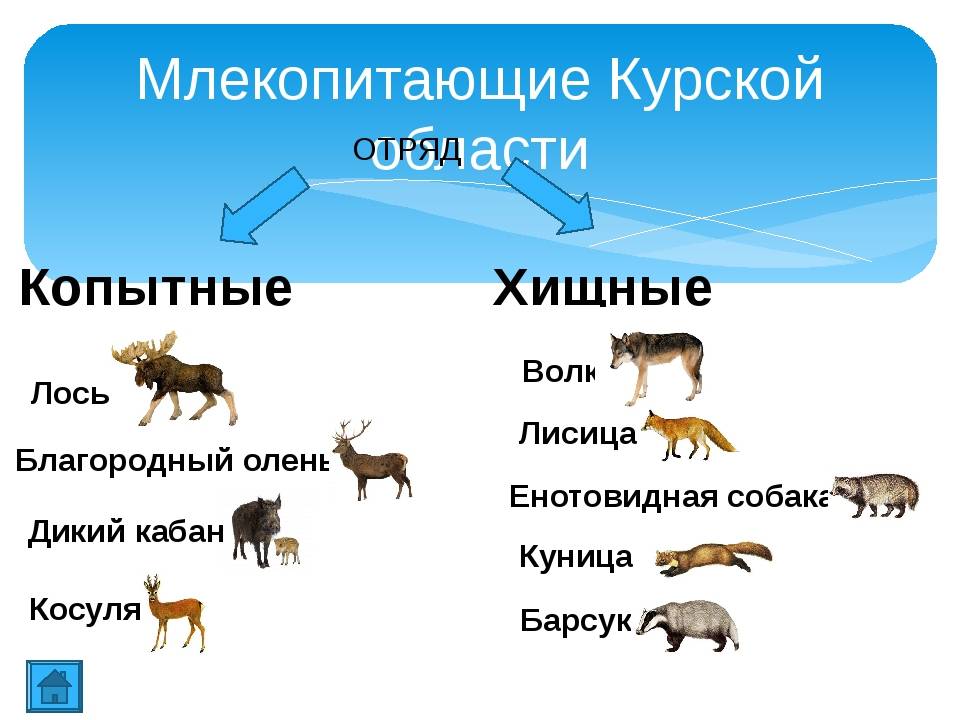 Животный мир курской области презентация