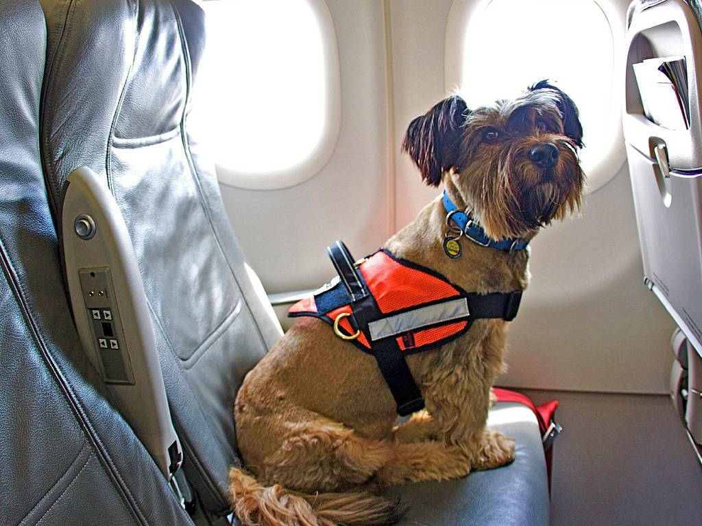 Перевозка животных в самолете аэрофлот