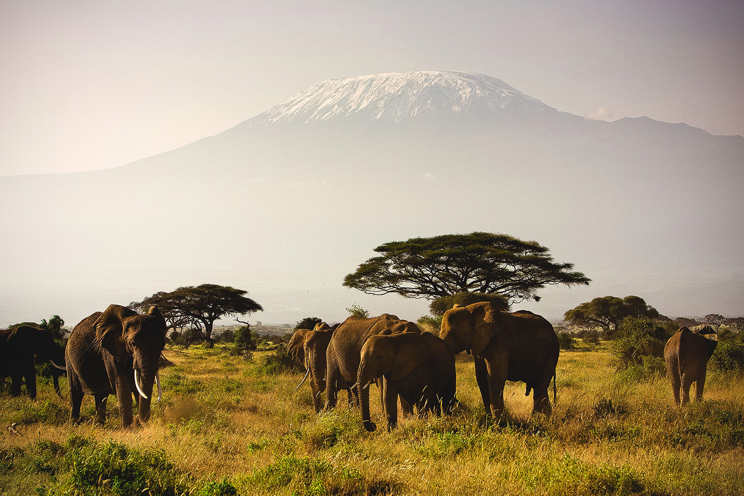 Национальные парки Кении и сафари-туры в Африке