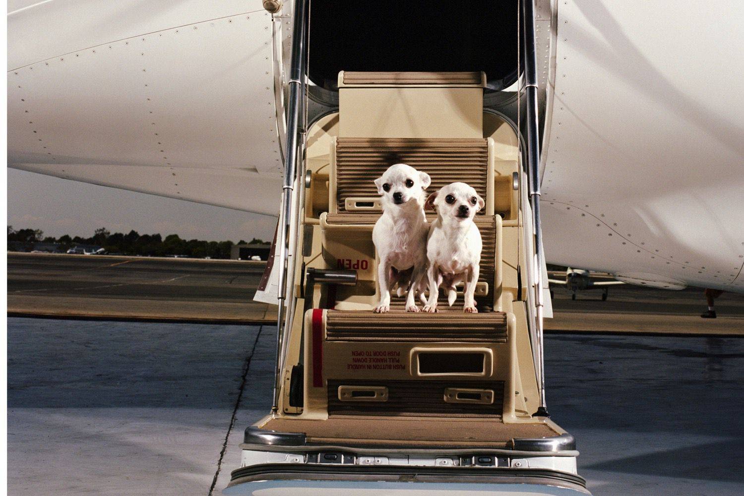 Как проходит провоз животных в самолете? правила перевозки 2022