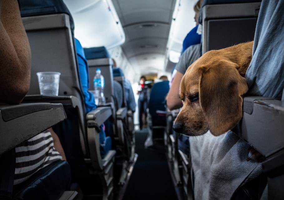 Путешествие с кошкой в самолете | муркотики
