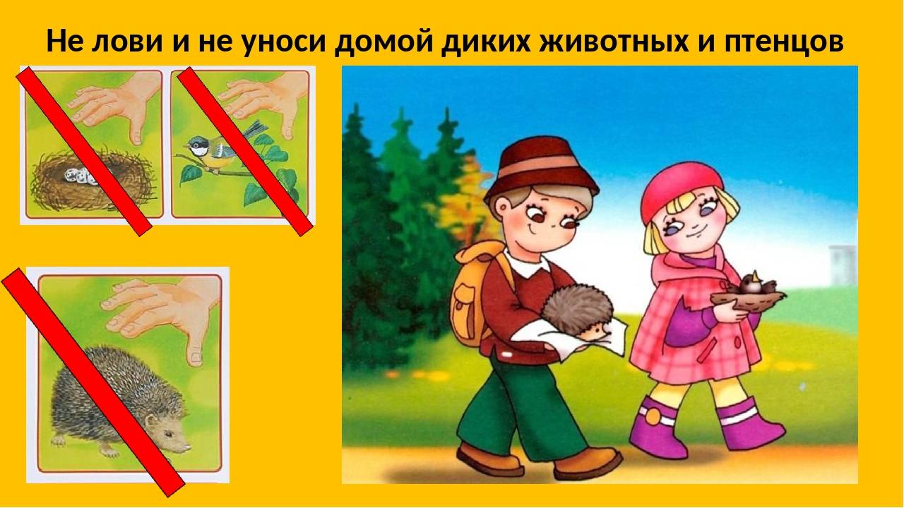 Что нельзя делать 14 ноября. Не уноси домой диких животных. Нельзя трогать животных в лесу. Нельзя уносить животных домой. Нельзя ловить диких животных.