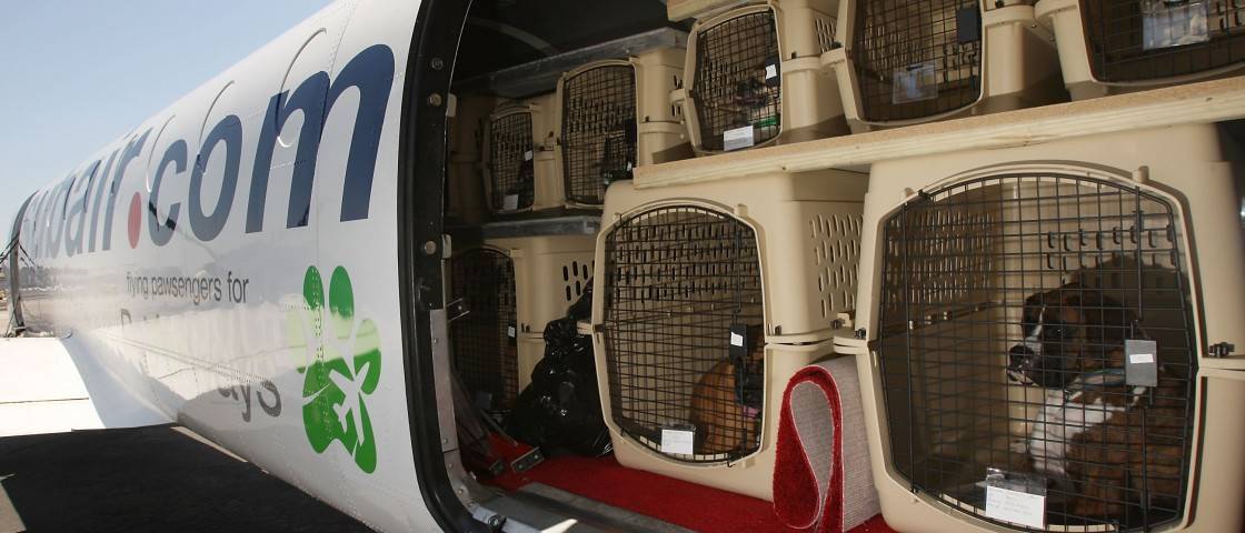 Перевозка животных в салоне самолёта: трудности, правила, рекомендации
