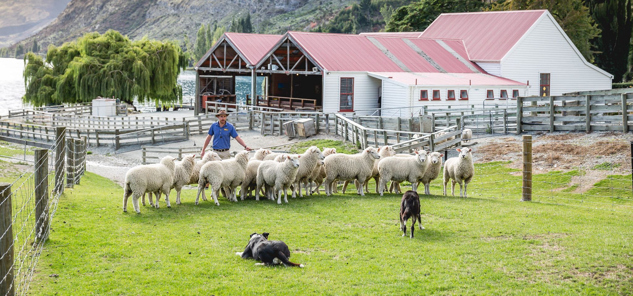 Работа в новой зеландии: вакансии, условия и перспективы