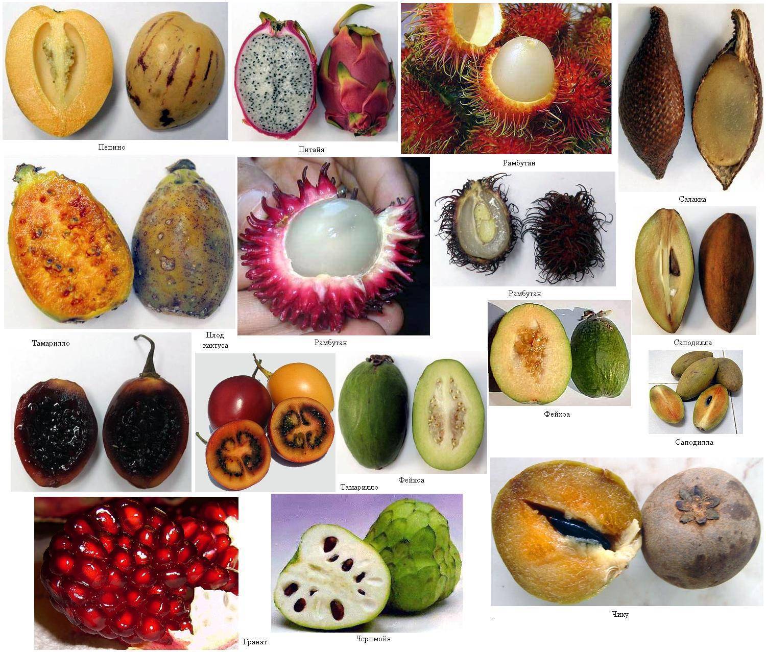 Экзотические фрукты Азии: фото, названия, описания