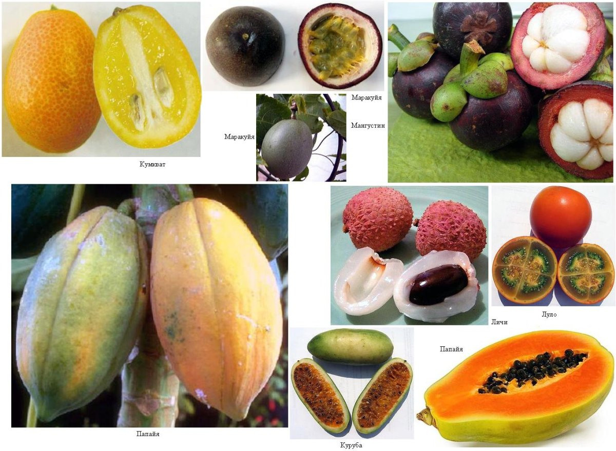 Экзотические фрукты фото с названиями