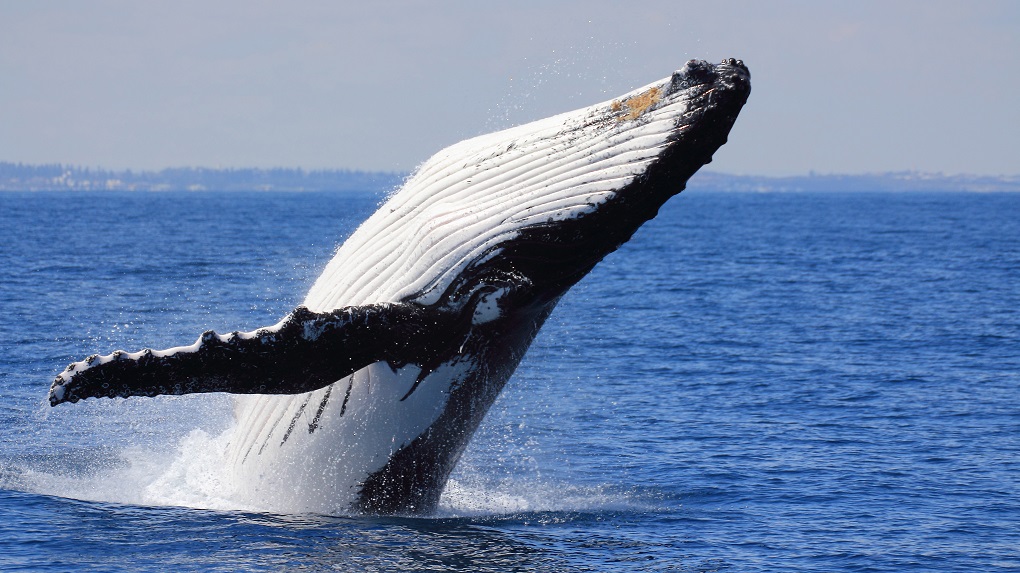 Киты на шри-ланке: отзывы, сезон, как увидеть и где. наблюдение за китами