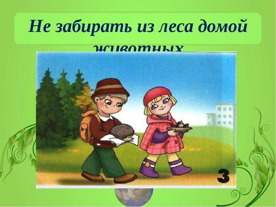 Нельзя совершенный. В лесу нельзя. Картинки что нельзя в лесу. Нельзя забирать животных из леса. Что нельзя делать в лесу.