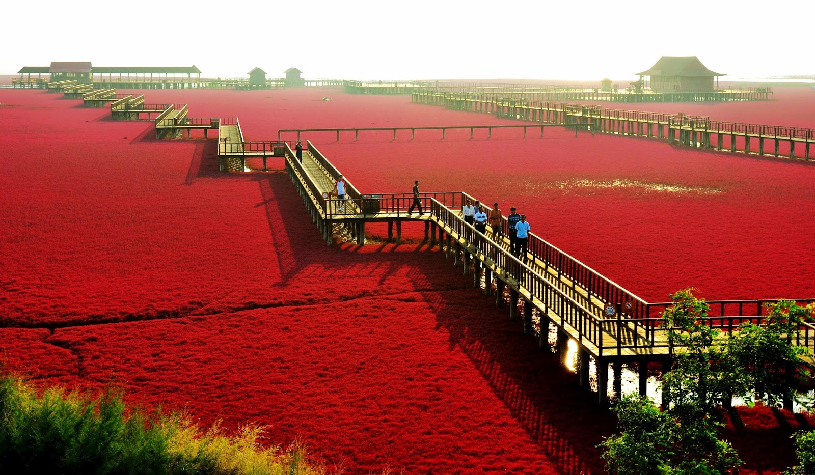 Красный пляж паньцзинь в китае. описание, фото, интересные факты