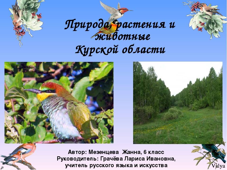 Проект лучше нет родного края курск 1 класс