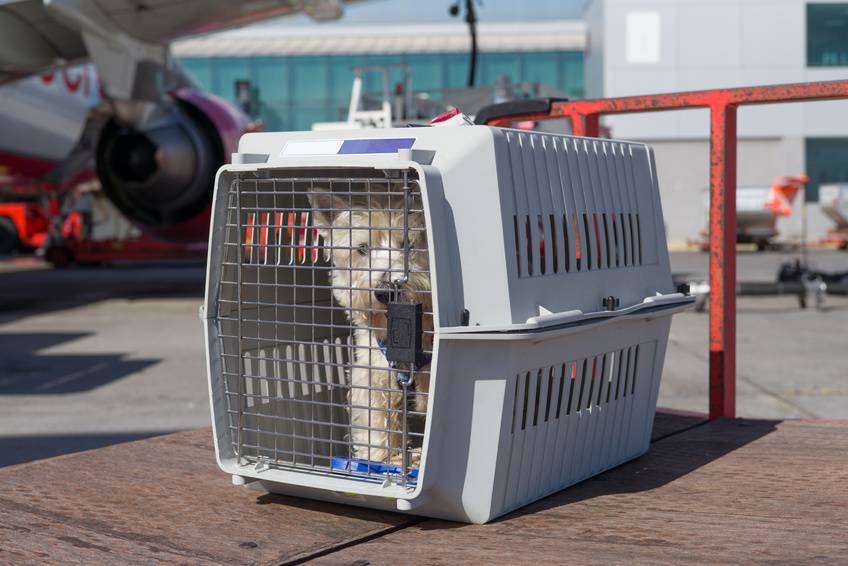Документы для перевозки собаки в самолете: список и план получения