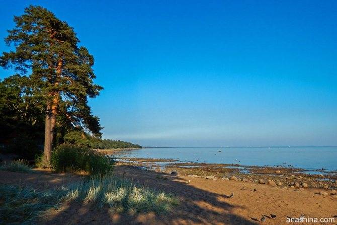 Отдых на финском заливе: лучшие пляжи ленинградской области