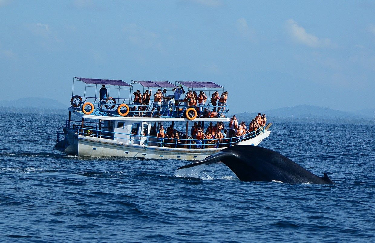 Когда ехать на шри-ланку, чтобы понаблюдать за китами?