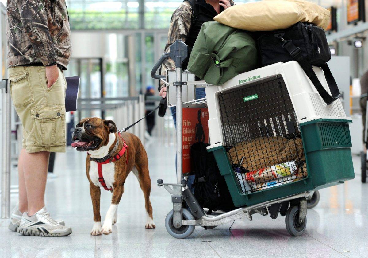 Как перевозить собаку в самолете: все правила и условия