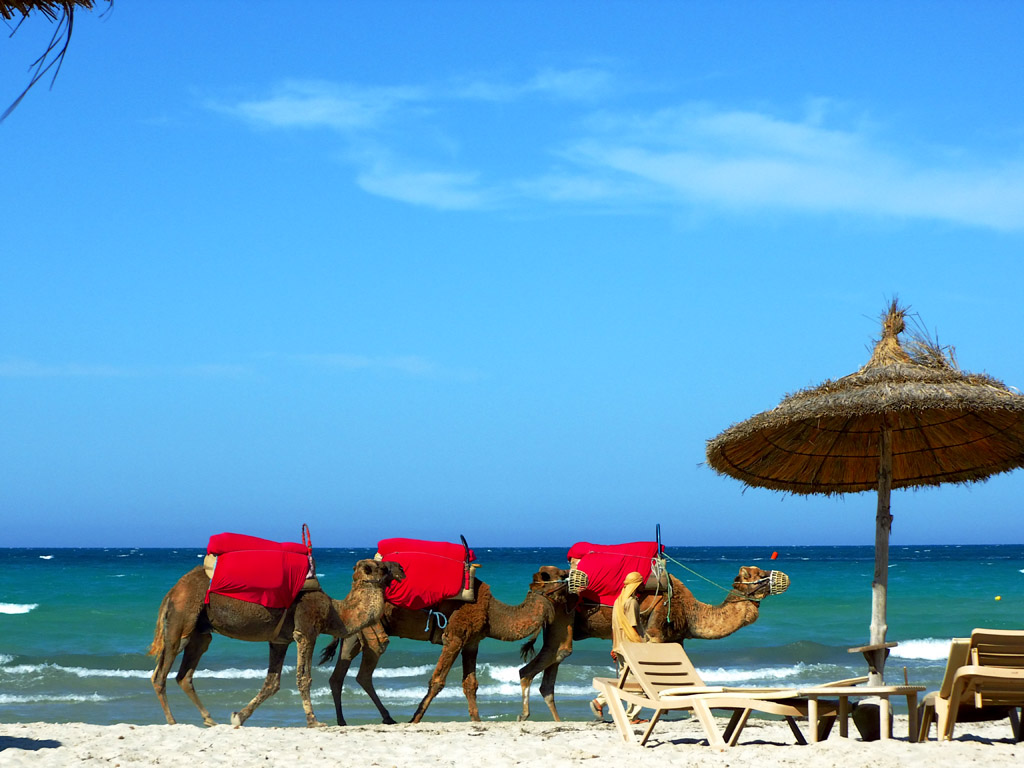 Остров джерба тунис ℹ️ достопримечательности, фото пляжей и отелей, отзывы туристов об отдыхе, крокодиловая ферма, что посмотреть, погода, температура воды