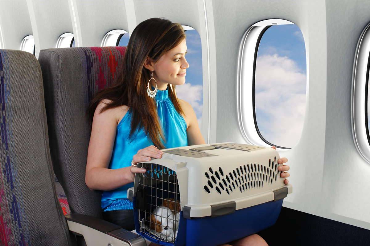 Как проходит провоз животных в самолете? правила перевозки 2022