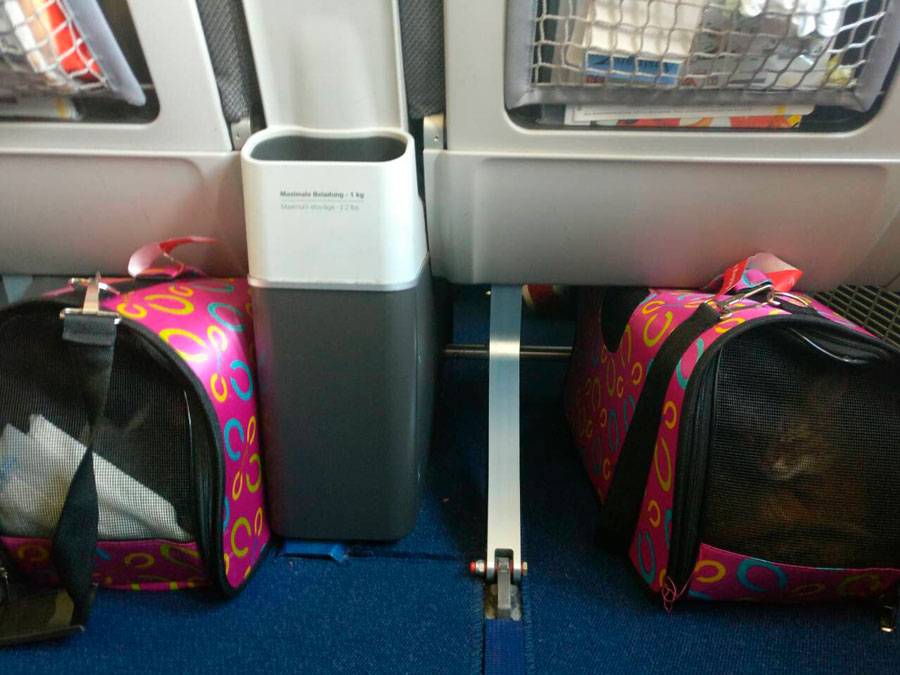 Авиакомпания «победа»: правила провоза багажа пассажиров - наш багаж