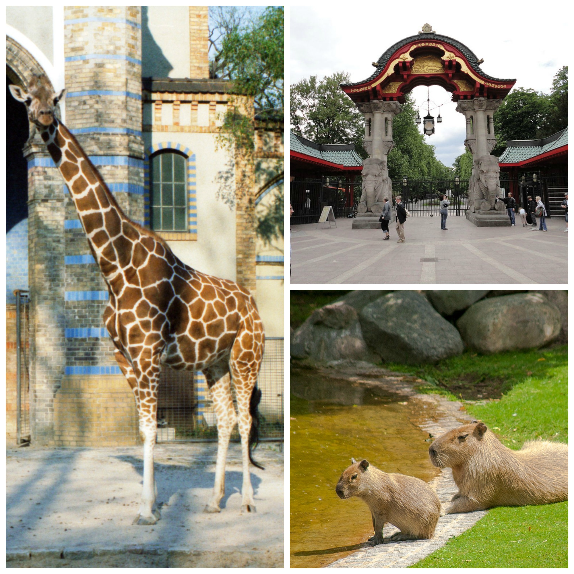 Берлинский зоопарк: рай для животных на радость посетителям | smapse