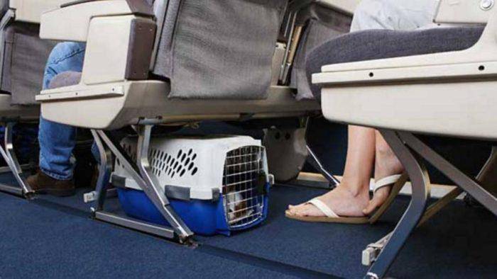 Все о перевозке багаж на самолетах авиакомпании победа: нормы на 2018