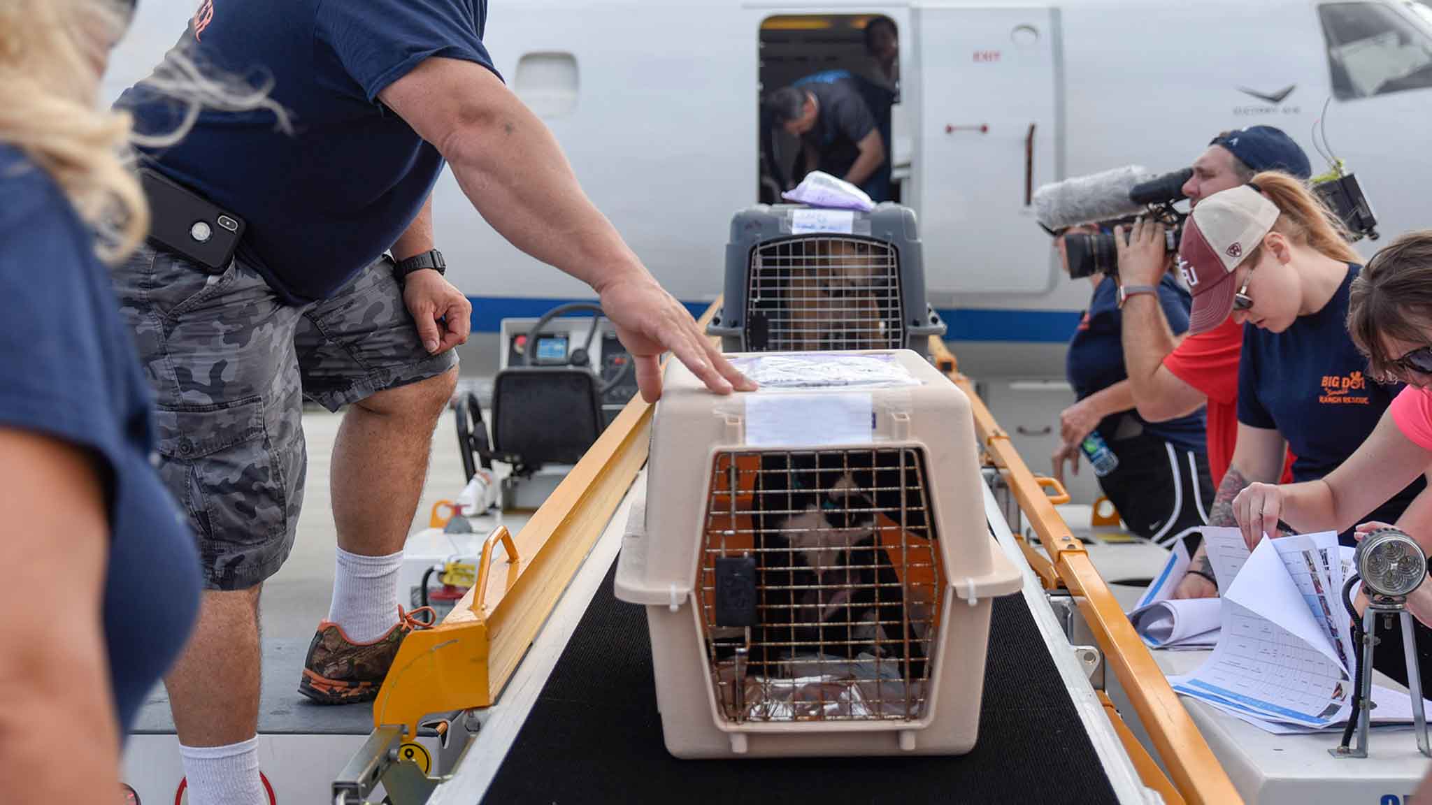 Документы для перевозки собаки в самолете: список и план получения