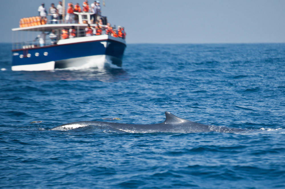 Где посмотреть на китов в живой природе?