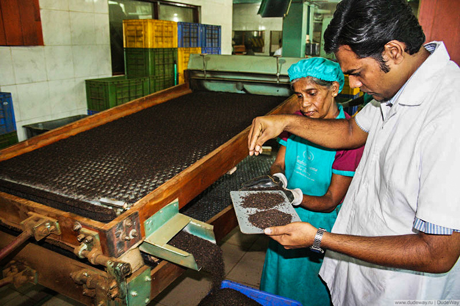 Шри ланка кофе. Чайный завод Шри Ланка. Фабрика чая Шри Ланка. Чайная фабрика Шри Ланка. Промышленность Шри Ланки.