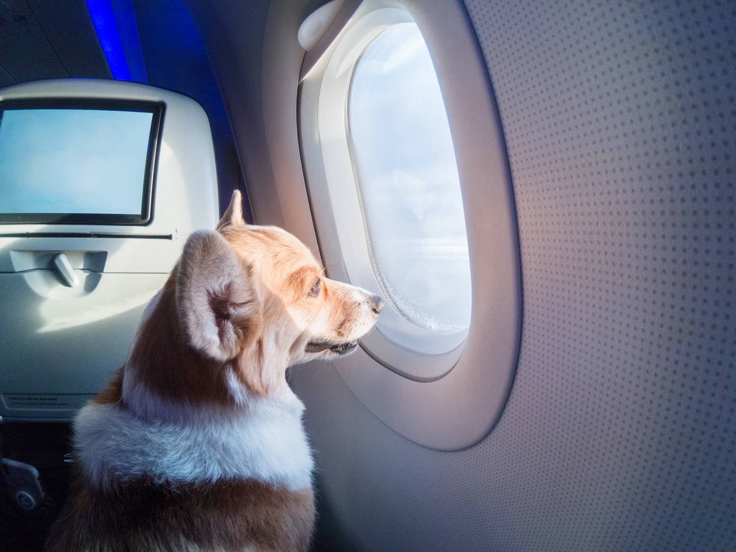 Перевозка кошки в самолете — основные правила