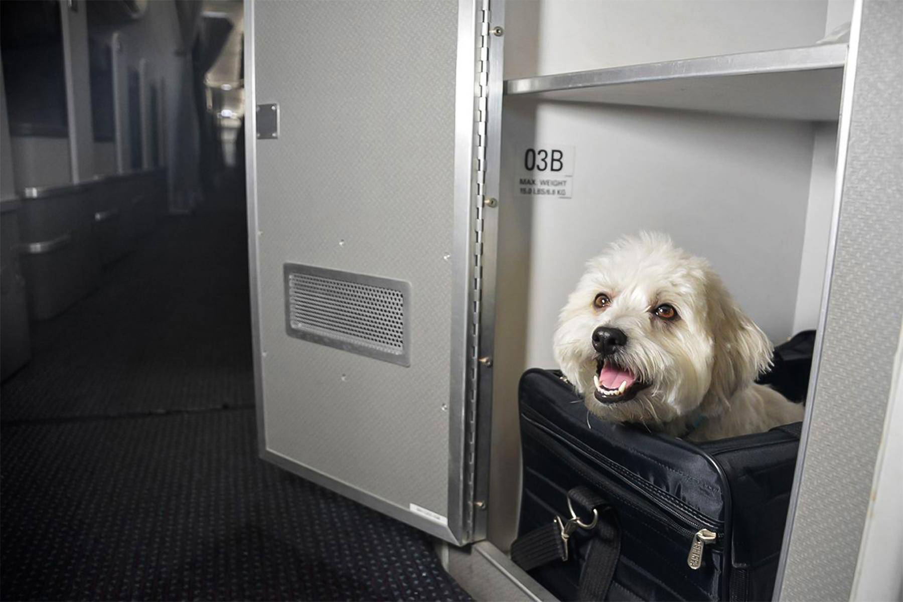 Перевозка собак в самолете по россии и за границу