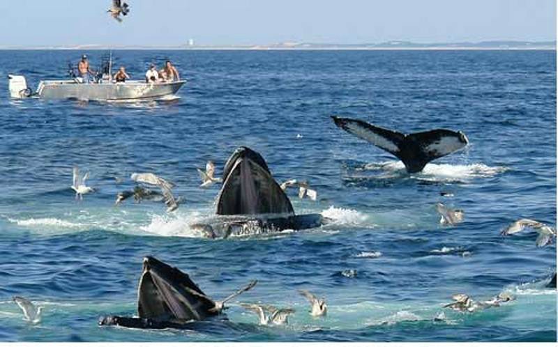 Как осуществить мечту и поплавать с китами в дикой природе