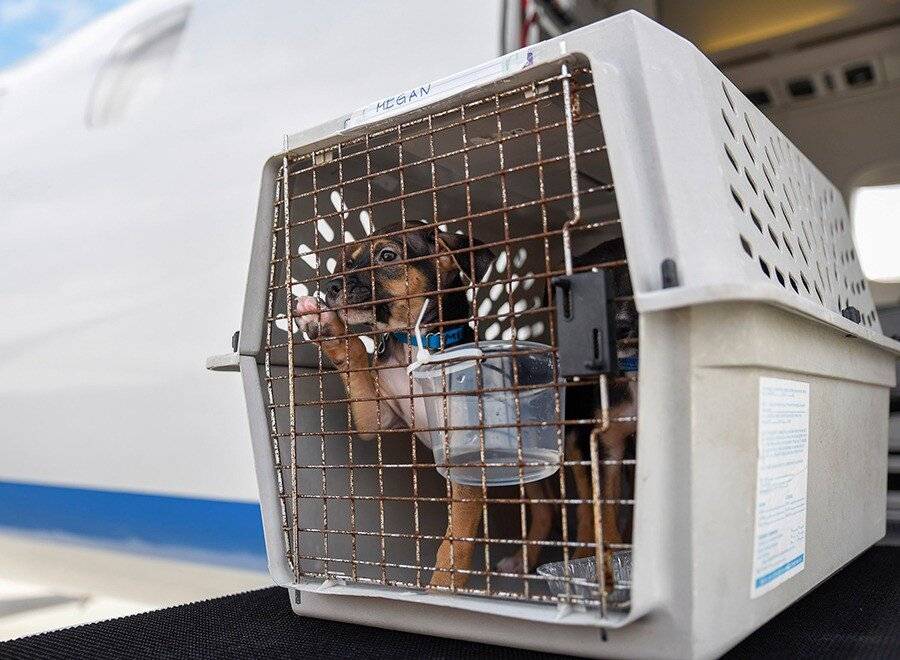 Правила перевозки животных авиакомпанией победа в салоне самолета