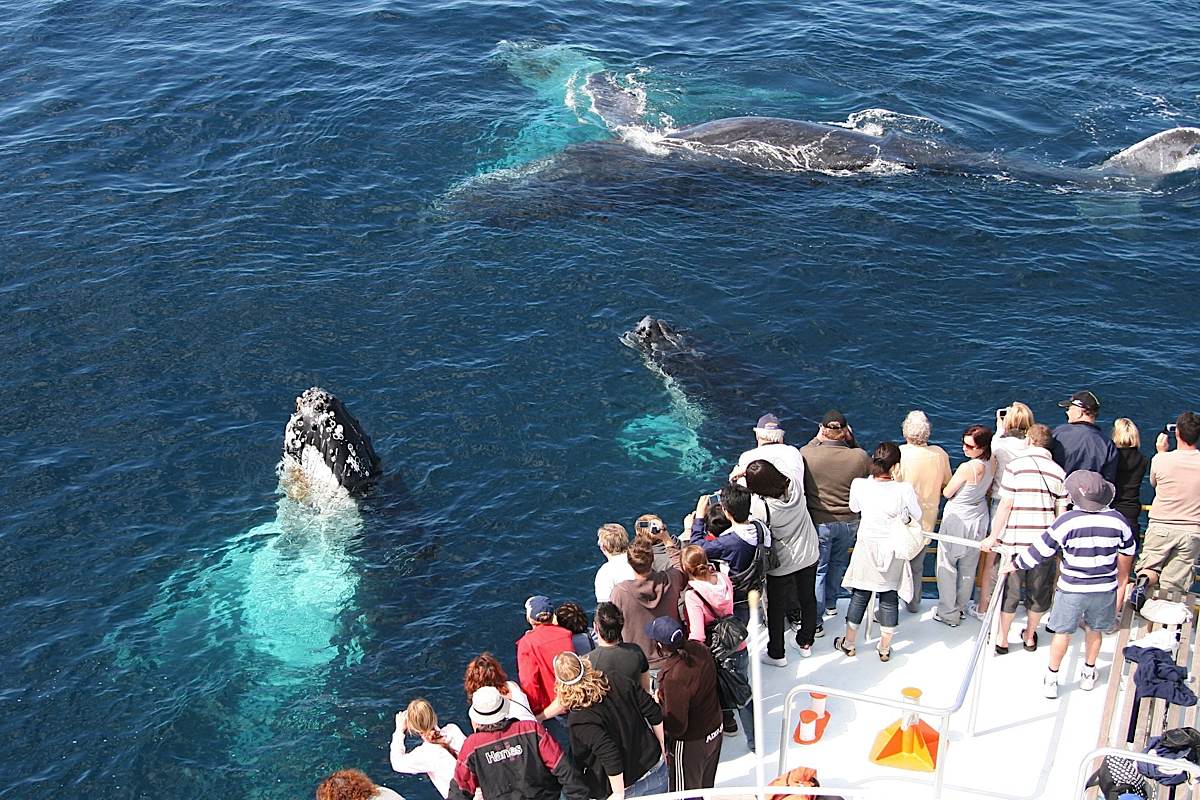 Как увидеть китов на шри-ланке