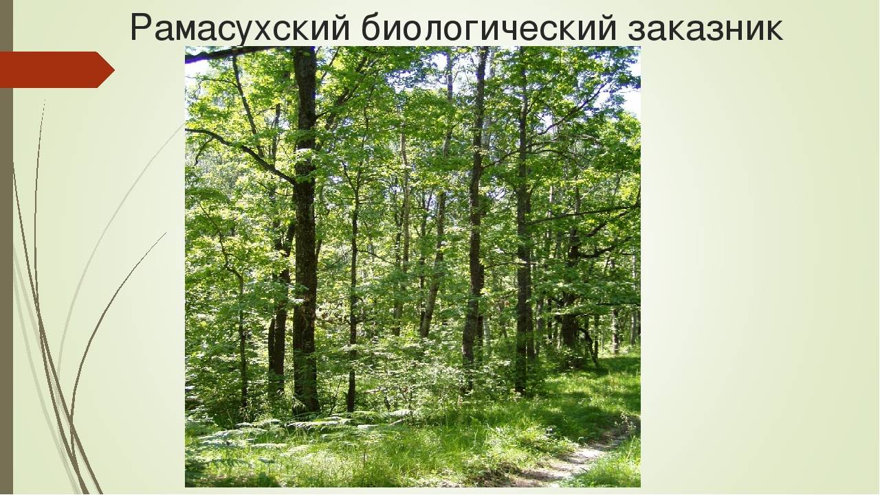 Заповедник брянский лес