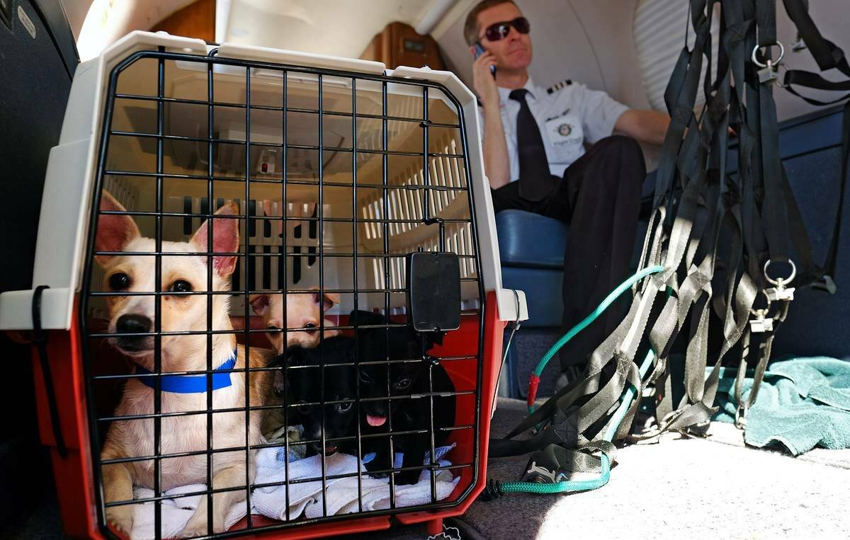 Перевозка собак в самолете по России