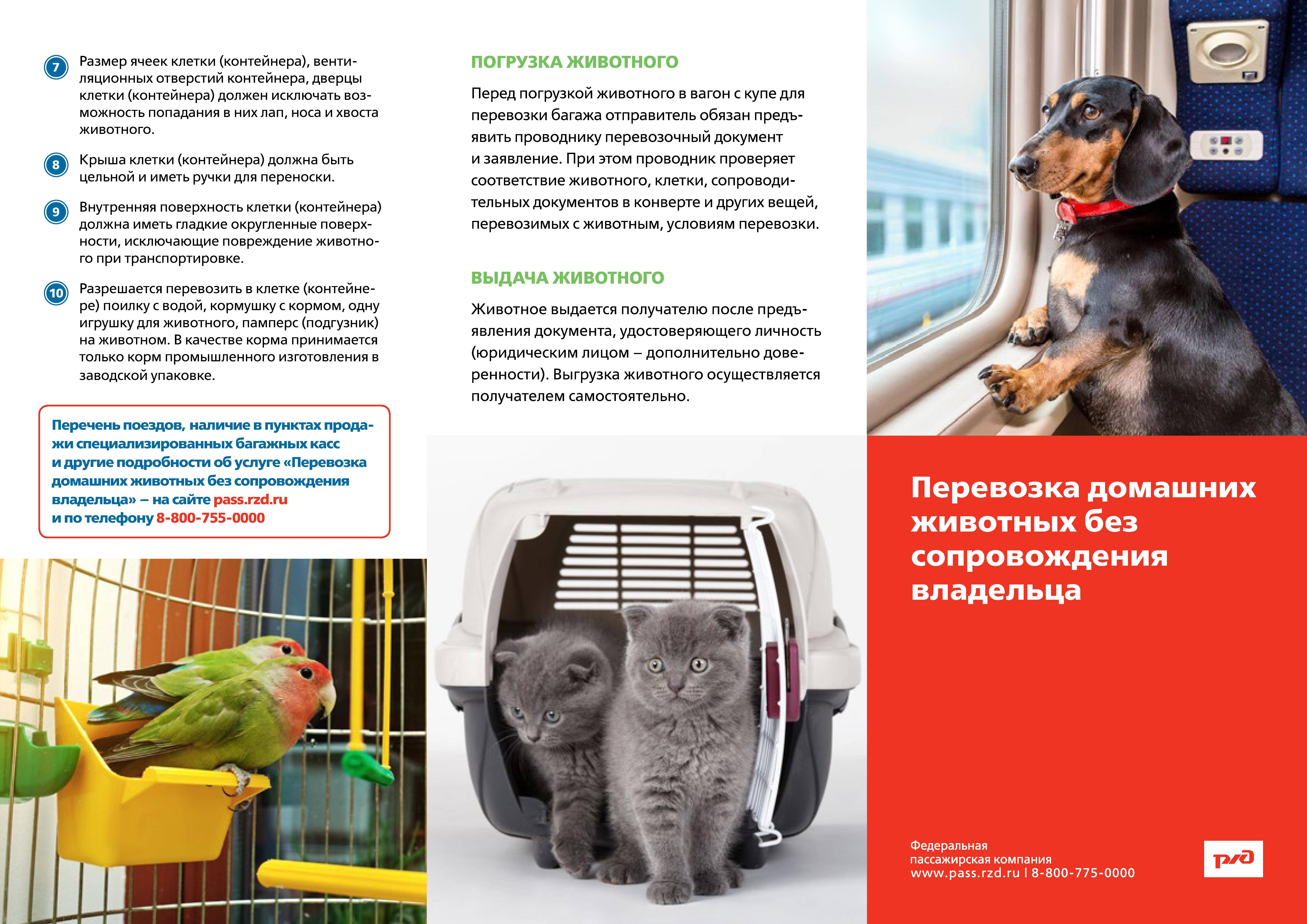 Правила перевозки кошек в самолете по россии