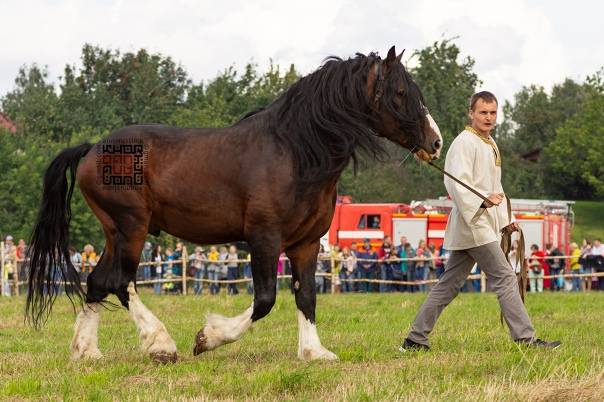 Породы лошадей тяжеловозов: особенности и описание видов