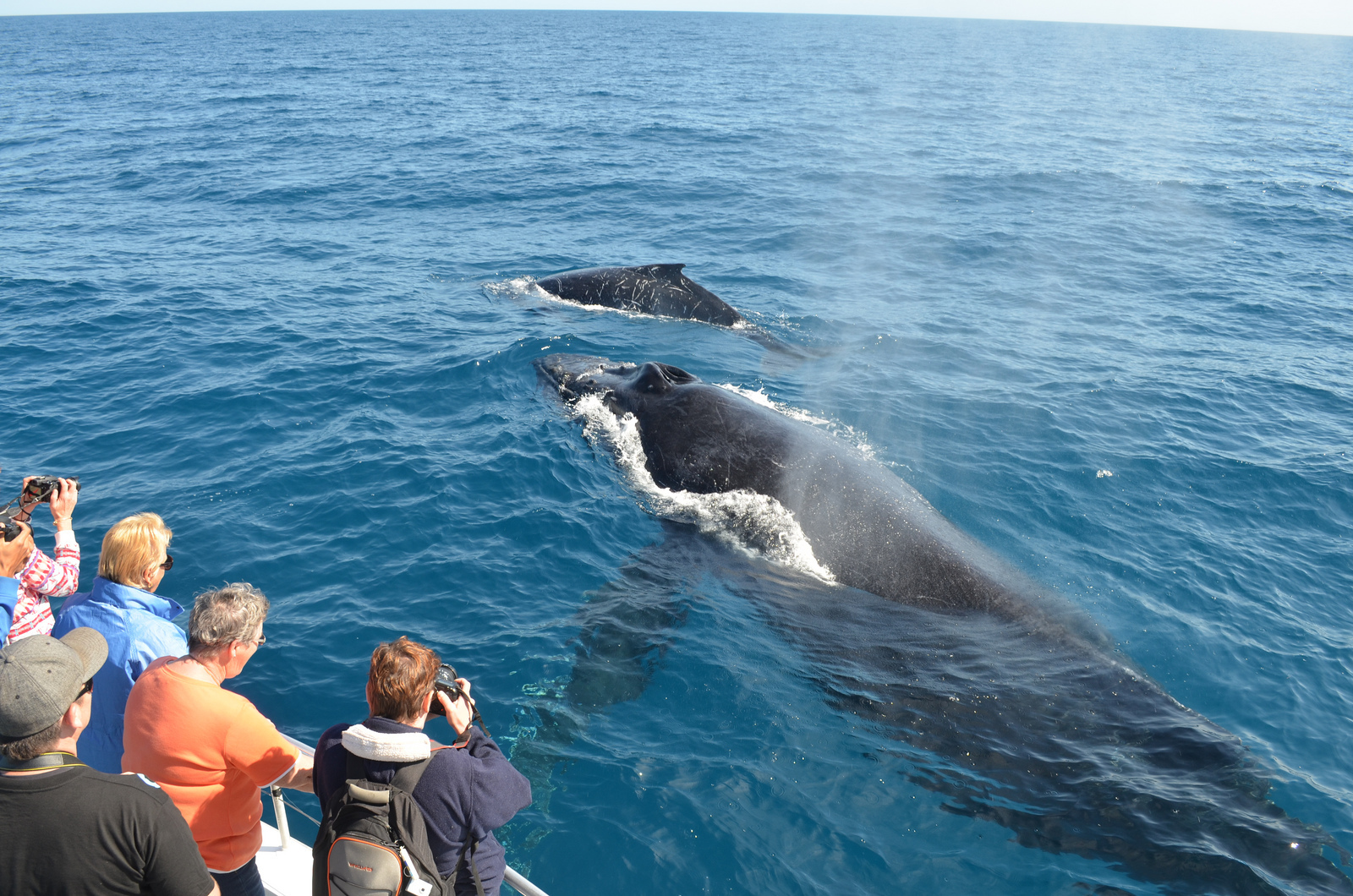 Как поплавать с китами в дикой природе. путешествие на шантарские остр