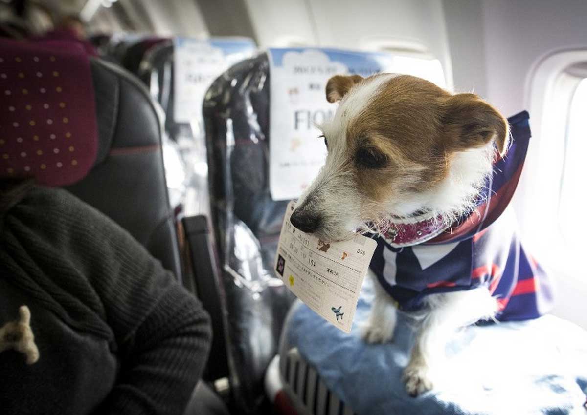 Какие существуют правила для перевозки в самолете собак?
