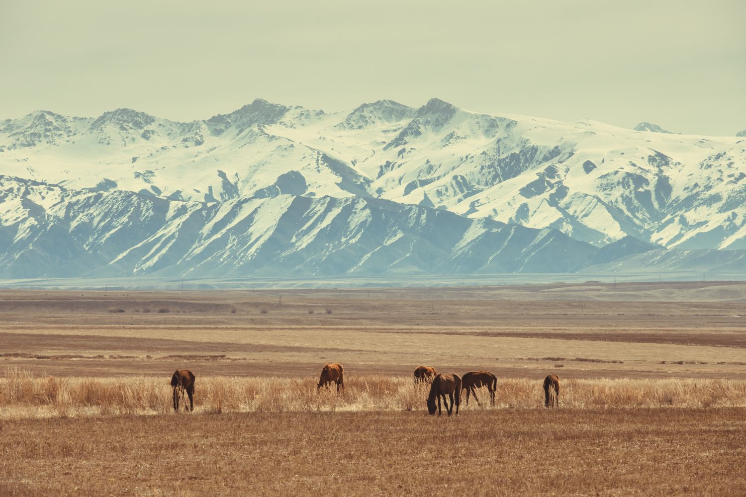 8 самых распространенных мифов о монголии